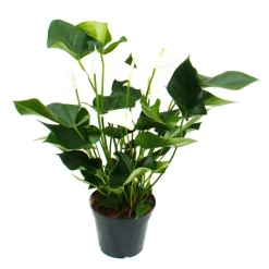 EXOTENHERZ - Flamant flamant blanc, anthurium anderanum, pot de 17cm