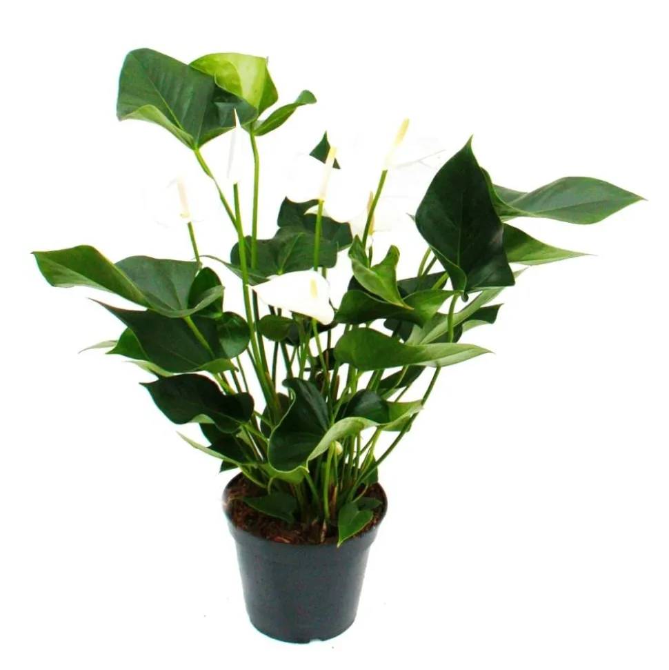 EXOTENHERZ - Flamant flamant blanc, anthurium anderanum, pot de 17cm