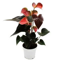 EXOTENHERZ - Flamant rose arc-en-ciel - anthurium andreanum rainbow champion" - anthurium - pot 14cm"