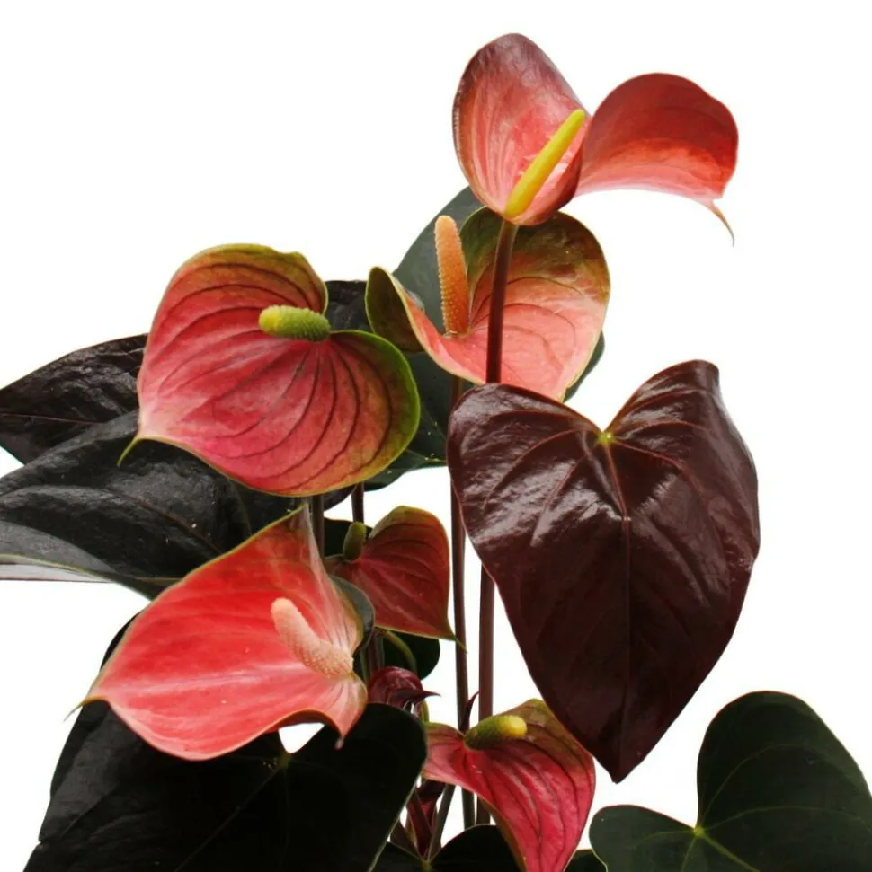EXOTENHERZ - Flamant rose arc-en-ciel - anthurium andreanum rainbow champion" - anthurium - pot 14cm"