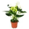 EXOTENHERZ - Fleur de flamant rose "sierra white" blanc anthurium andreanum 14cm