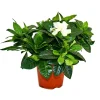 EXOTENHERZ - Gardenia - plante à fleurs parfumées avec des fleurs de couleur blanc crème, pot de 12cm