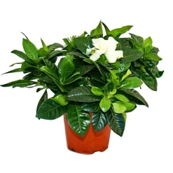 EXOTENHERZ - Gardenia - plante à fleurs parfumées avec des fleurs de couleur blanc crème, pot de 12cm