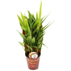 EXOTENHERZ - Gingembre thaïlandais, galanga alpina 12cm