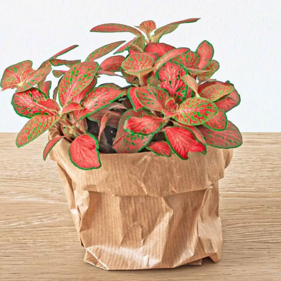 EXOTENHERZ - Green your bottle - set pour ton jardin de bouteilles - sans verre - 5 plantes (café - fougère - dracaena - 2x fittonia)