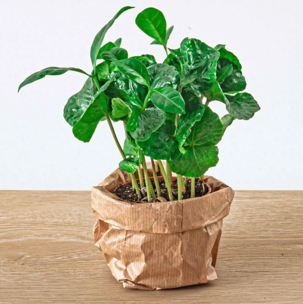 EXOTENHERZ - Green your bottle - set pour ton jardin de bouteilles - sans verre - 5 plantes (café - fougère - dracaena - 2x fittonia)