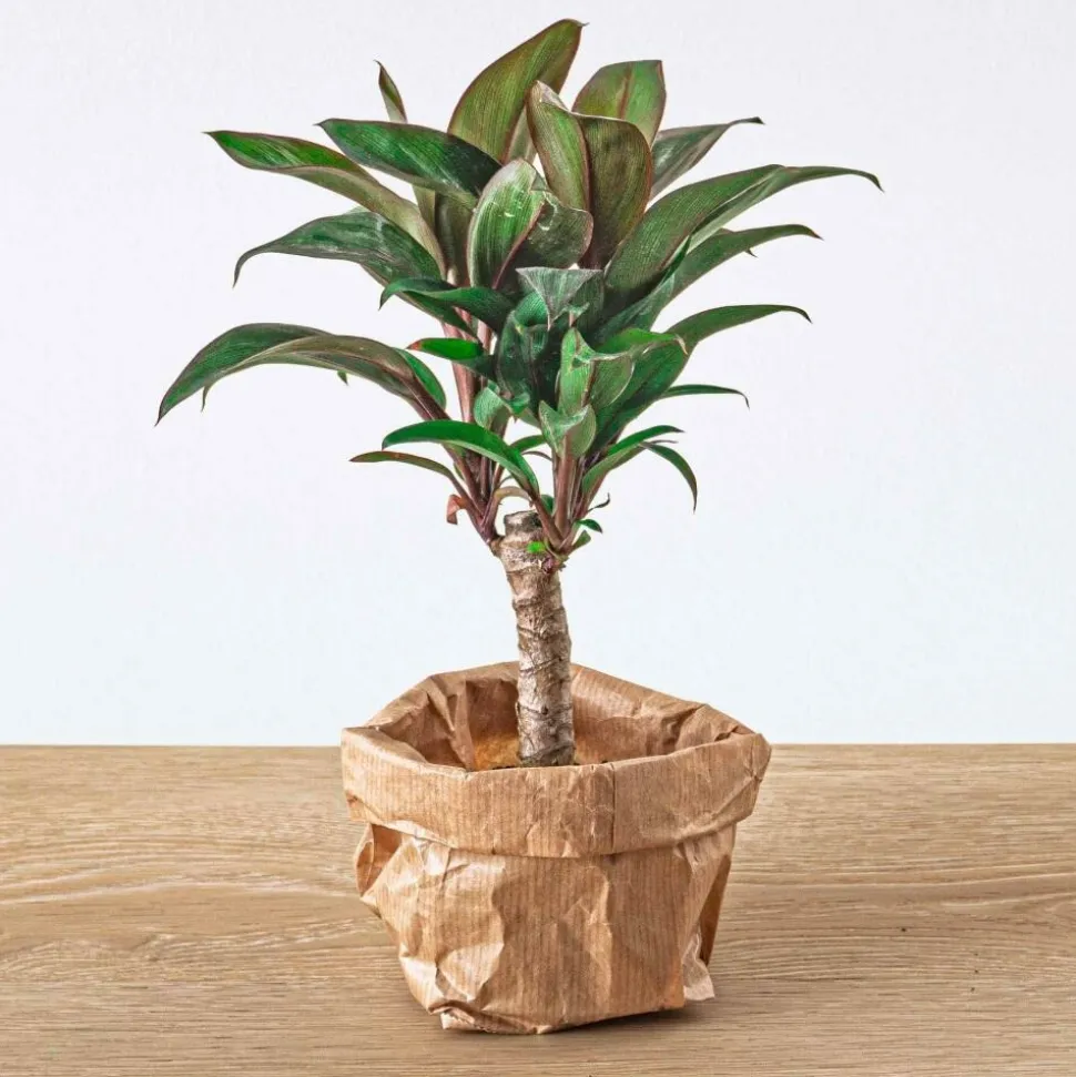 EXOTENHERZ - Green your bottle - set pour ton jardin de bouteilles - sans verre - 5 plantes (café - fougère - dracaena - 2x fittonia)