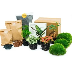 EXOTENHERZ - Green your bottle - set pour ton jardin de bouteilles - sans verre - 5 plantes (ficus - calathea - asparagus - 2x fittonia)