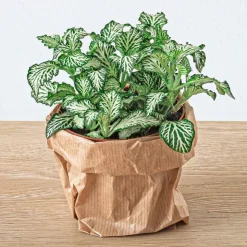 EXOTENHERZ - Green your bottle - set pour ton jardin de bouteilles - sans verre - 5 plantes (ficus - calathea - asparagus - 2x fittonia)