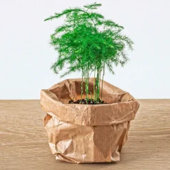 EXOTENHERZ - Green your bottle - set pour ton jardin de bouteilles - sans verre - 5 plantes (ficus - calathea - asparagus - 2x fittonia)