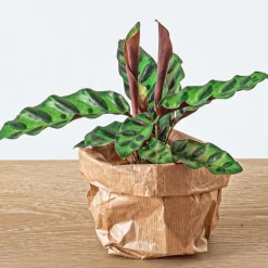 EXOTENHERZ - Green your bottle - set complet pour ton jardin en bouteille - sans verre - 3 plantes (calathea lancifolia + 2x fittonia)