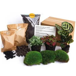 EXOTENHERZ - Green your bottle - set complet pour ton jardin en bouteille - sans verre - 3 plantes (calathea makoyana + 2x fittonia)