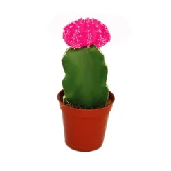 EXOTENHERZ - Gymnocalycium mihanovichii - fraise cactus - rose - pot de 5,5 cm