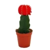 EXOTENHERZ - Gymnocalycium mihanovichii - cactus fraise - rouge - pot de 5,5 cm