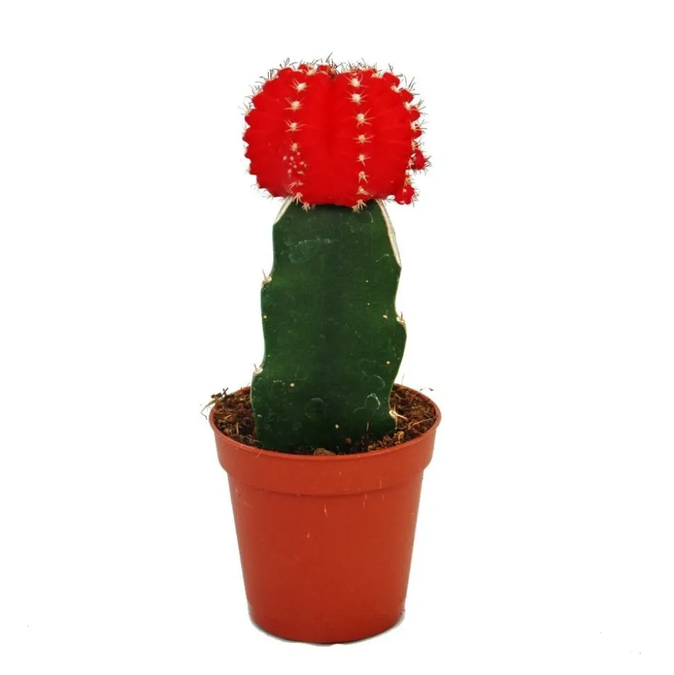 EXOTENHERZ - Gymnocalycium mihanovichii - cactus fraise - rouge - pot de 5,5 cm