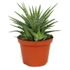EXOTENHERZ - Haworthia fasciata "big band" - plante en pot de 10,5cm