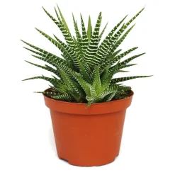 EXOTENHERZ - Haworthia fasciata "big band" - plante en pot de 10,5cm