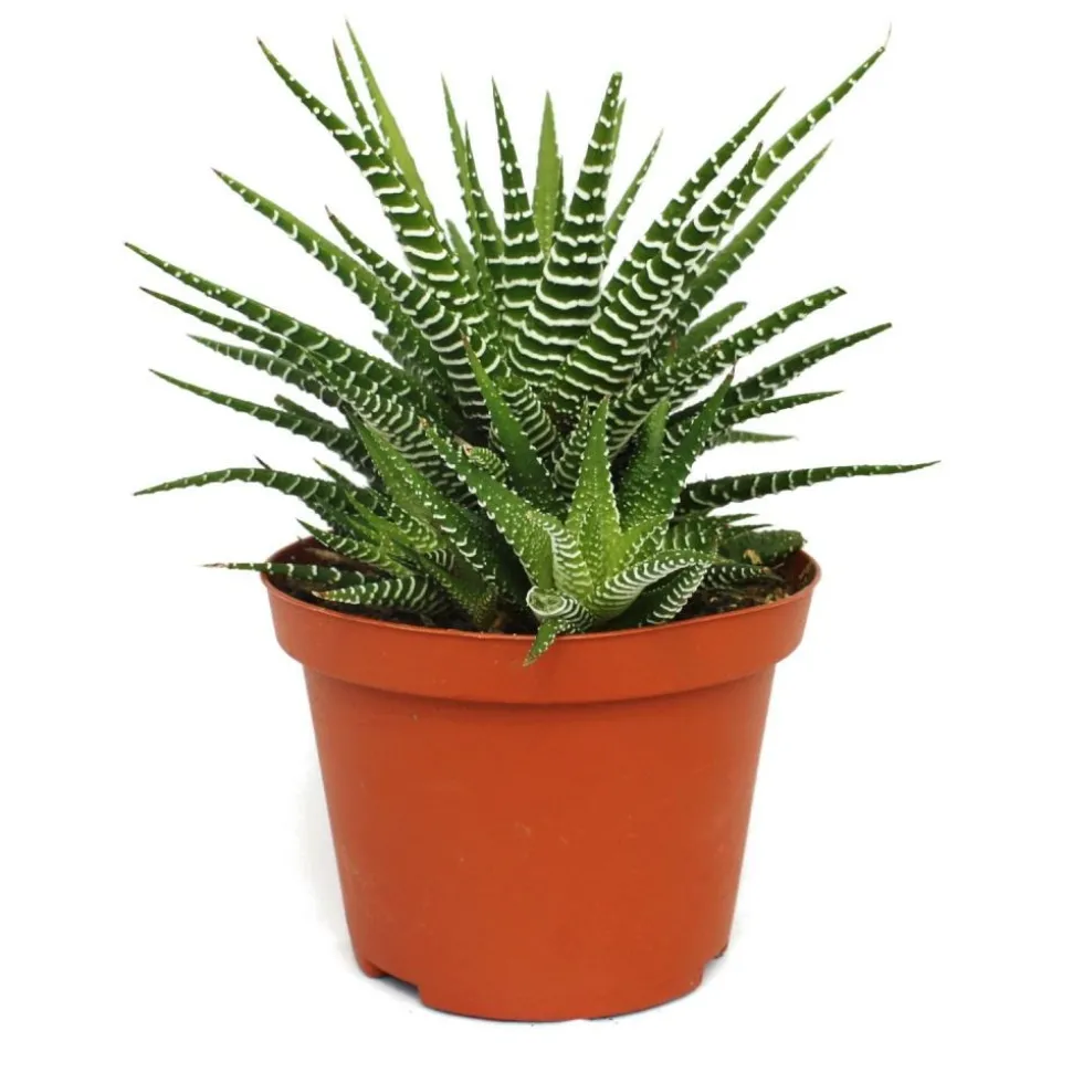 EXOTENHERZ - Haworthia fasciata "big band" - plante en pot de 10,5cm