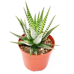 EXOTENHERZ - Haworthia fasciata "big band" - plante de taille moyenne en pot de 8,5cm