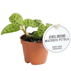 EXOTENHERZ - Jewel orchid - macodes petola emerald - mini orchidée terrestre à feuilles fantaisies - pot 6cm