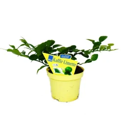 EXOTENHERZ - Kaffir lime - citrus hystrix - 1 plante - kaffir lime plante à épices