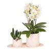 EXOTENHERZ - Kolibri company set star fish small phalaenopsis blanc orchidée lausanne et succulente y compris pots décoratifs en céramique