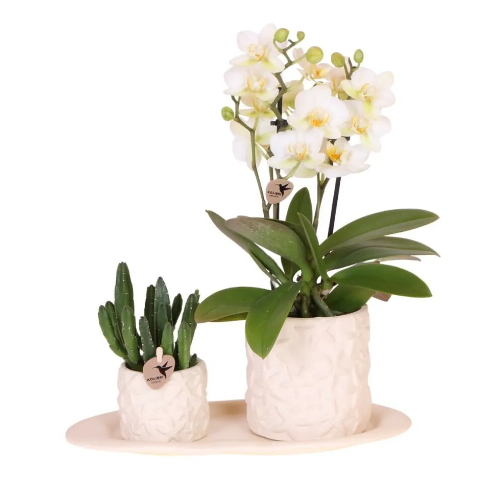 EXOTENHERZ - Kolibri company set star fish small phalaenopsis blanc orchidée lausanne et succulente y compris pots décoratifs en céramique