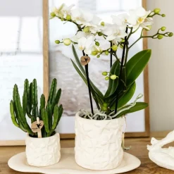EXOTENHERZ - Kolibri company set star fish small phalaenopsis blanc orchidée lausanne et succulente y compris pots décoratifs en céramique