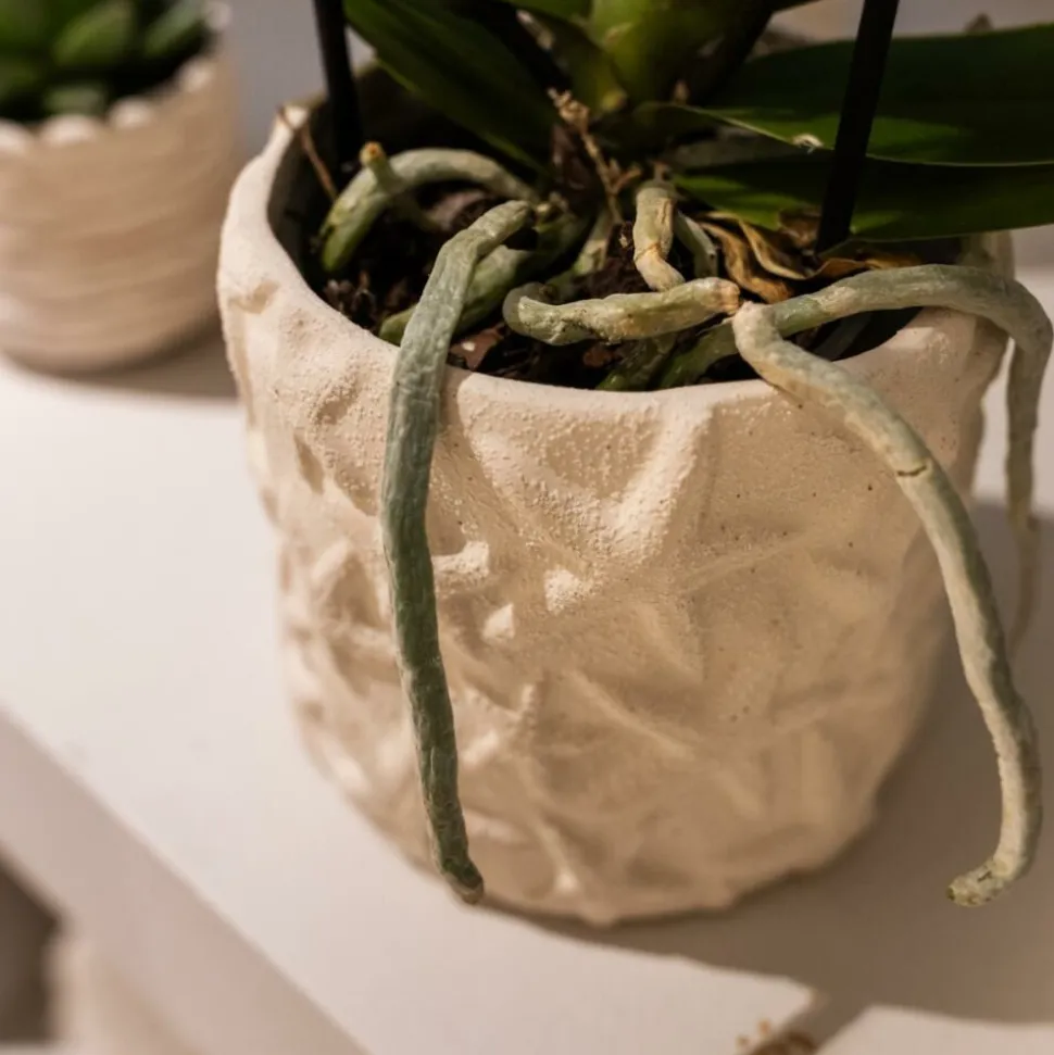 EXOTENHERZ - Kolibri company set star fish small phalaenopsis blanc orchidée lausanne et succulente y compris pots décoratifs en céramique