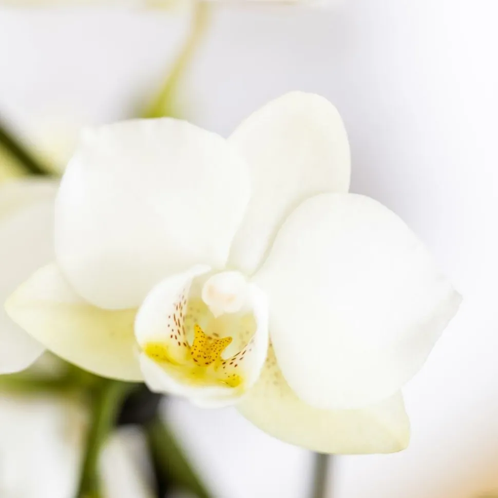 EXOTENHERZ - Kolibri company set star fish small phalaenopsis blanc orchidée lausanne et succulente y compris pots décoratifs en céramique