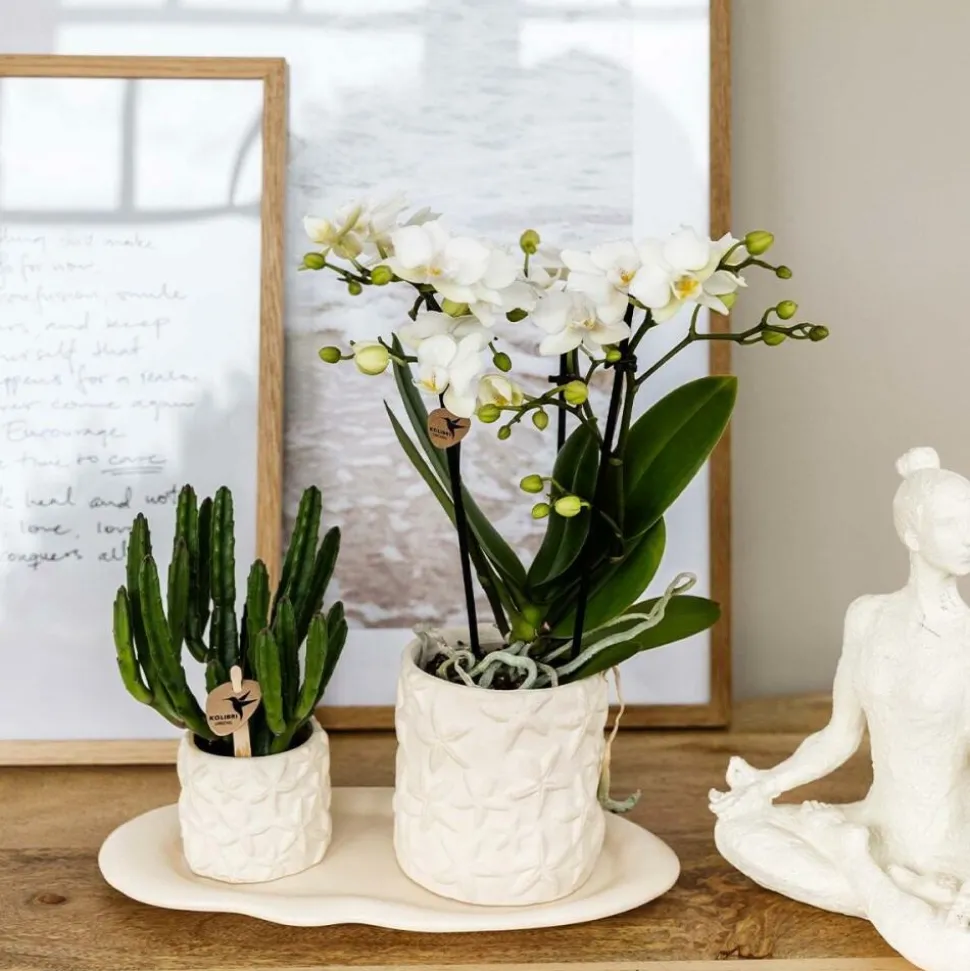 EXOTENHERZ - Kolibri company set star fish small phalaenopsis blanc orchidée lausanne et succulente y compris pots décoratifs en céramique