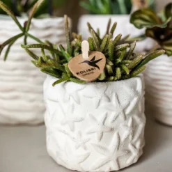 EXOTENHERZ - Kolibri company set star fish small phalaenopsis blanc orchidée lausanne et succulente y compris pots décoratifs en céramique