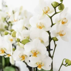 EXOTENHERZ - Kolibri company set star fish small phalaenopsis blanc orchidée lausanne et succulente y compris pots décoratifs en céramique