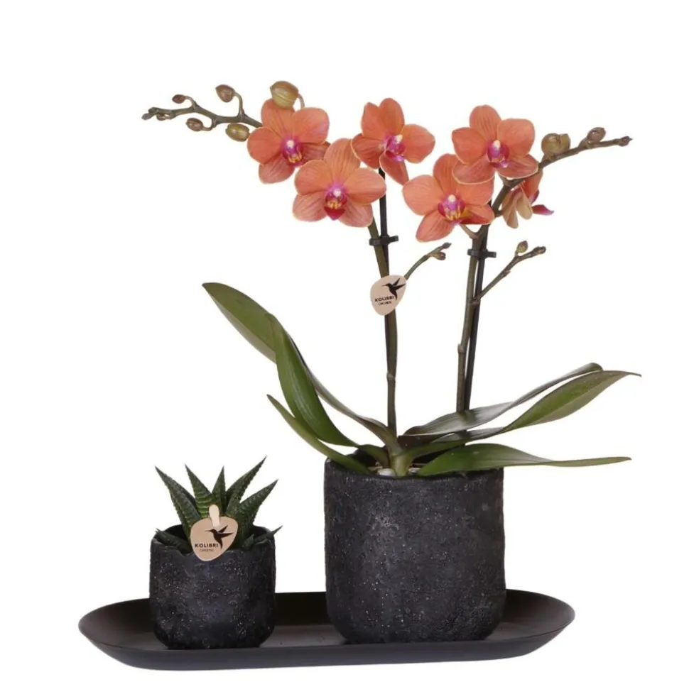 EXOTENHERZ - Kolibri company set home hub small orange phalaenopsis orchidée bolzano et succulente