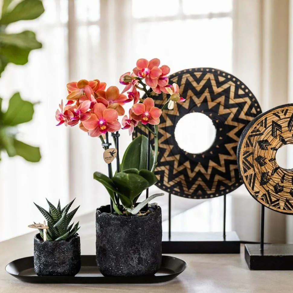EXOTENHERZ - Kolibri company set home hub small orange phalaenopsis orchidée bolzano et succulente