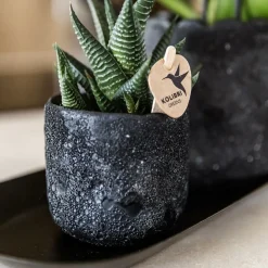 EXOTENHERZ - Kolibri company set home hub small orange phalaenopsis orchidée bolzano et succulente