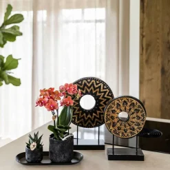 EXOTENHERZ - Kolibri company set home hub small orange phalaenopsis orchidée bolzano et succulente