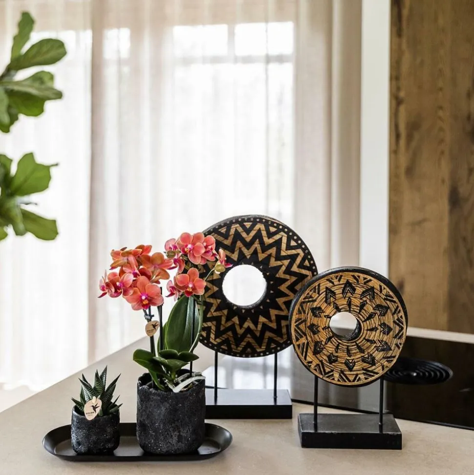EXOTENHERZ - Kolibri company set home hub small orange phalaenopsis orchidée bolzano et succulente