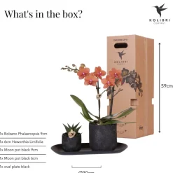EXOTENHERZ - Kolibri company set home hub small orange phalaenopsis orchidée bolzano et succulente