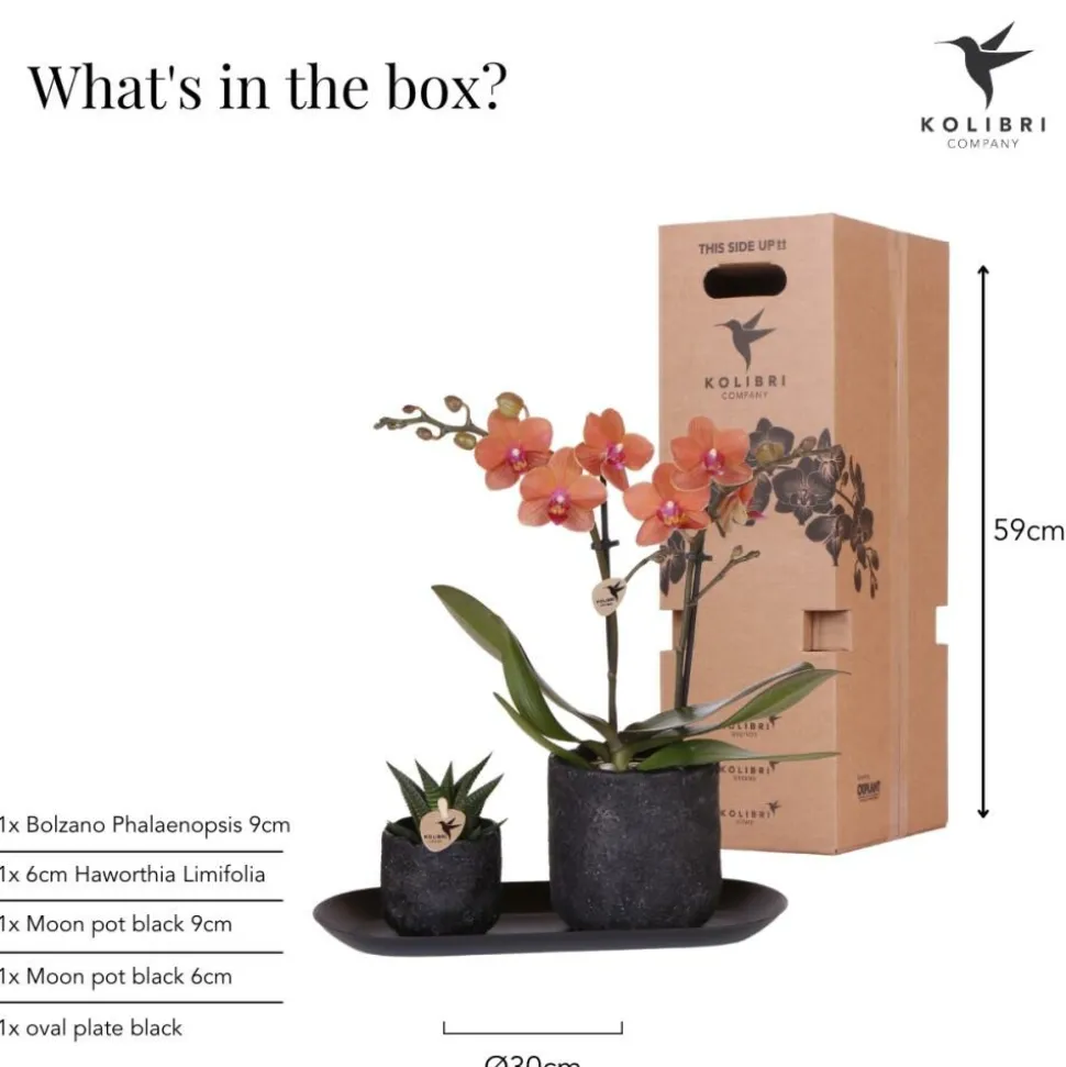 EXOTENHERZ - Kolibri company set home hub small orange phalaenopsis orchidée bolzano et succulente