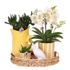 EXOTENHERZ - Kolibri company set cadeau mediterranean sunset avec orchidée phalaenopsis blanche lausanne et plantes succulentes,