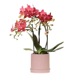 EXOTENHERZ - Kolibri orchids orchidée rouge congo + bali zierpot sand - taille de pot 9cm