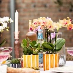 EXOTENHERZ - Kolibri orchids orchidée phalaenopsis orange - bolzano + painted stripe pot orange - taille du pot 9cm