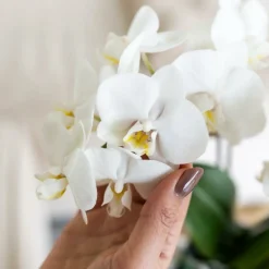 EXOTENHERZ - Kolibri orchids phalaenopsis blanc orchidée amabilis + pot décoratif malaga vert - taille du pot 9cm