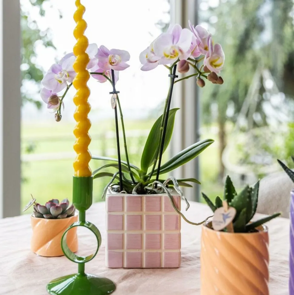 EXOTENHERZ - Kolibri orchids phalaenopsis rose orchidée portugal + mosa pot décoratif rose - taille de pot 9cm