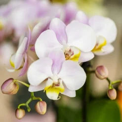 EXOTENHERZ - Kolibri orchids phalaenopsis rose orchidée portugal + mosa pot décoratif rose - taille de pot 9cm