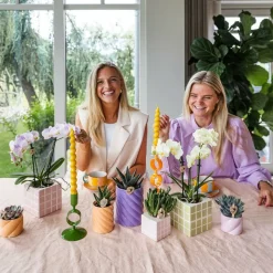 EXOTENHERZ - Kolibri orchids phalaenopsis rose orchidée portugal + mosa pot décoratif rose - taille de pot 9cm