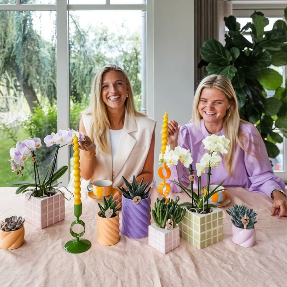 EXOTENHERZ - Kolibri orchids phalaenopsis rose orchidée portugal + mosa pot décoratif rose - taille de pot 9cm