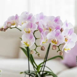 EXOTENHERZ - Kolibri orchids phalaenopsis rose orchidée portugal + mosa pot décoratif rose - taille de pot 9cm