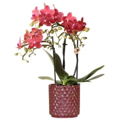 EXOTENHERZ - Kolibri orchids orchidée phalaenopsis rouge congo + pot pearl rouge - taille du pot 9cm